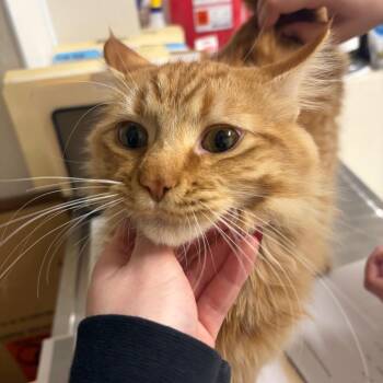 Domestic Short Hair Cats Available for Adoption in Pekin, Illinois - Huckleberry | PetCurious