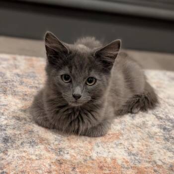 Aragon -  Domestic Medium Hair Cat for Adoption in Raleigh, North Carolina - Aragon | PetCurious