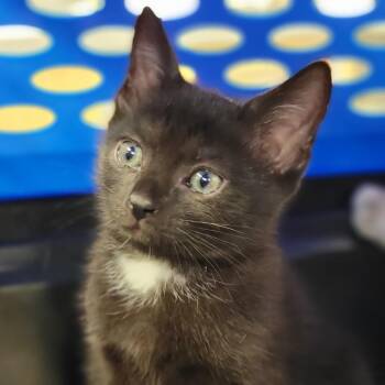 Domestic Short Hair Cats Available for Adoption in Sarasota, Florida - Raven | PetCurious
