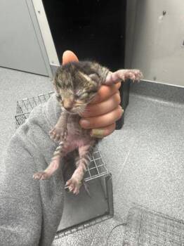 Domestic Short Hair Cats Available for Adoption in Sevierville, Tennessee - Deviled | PetCurious