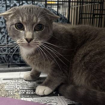 Domestic Short Hair Cats Available for Adoption in Youngstown, Ohio - Water | PetCurious