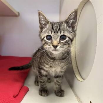 Domestic Short Hair Cats Available for Adoption in Long Beach, California - OLLIE | PetCurious