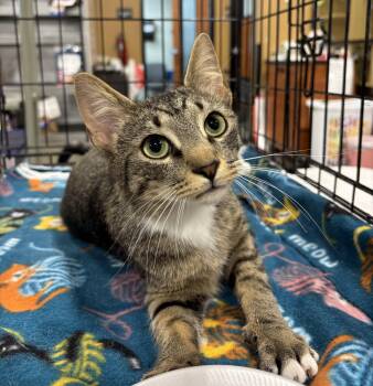Domestic Short Hair Cats Available for Adoption in Powdersville, South Carolina - Slinky (pse) | PetCurious