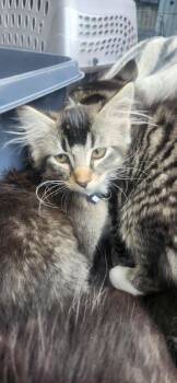 Domestic Medium Hair Cats Available for Adoption in San Diego, California - Dr. Mckay | PetCurious