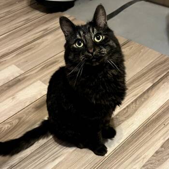 Rescue Domestic Long Hair Cats for Adoption in Tulsa, Oklahoma - Cypress | PetCurious