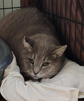 Domestic Short Hair Cats Available for Adoption in Saint Clairsville, Ohio - Luna | PetCurious