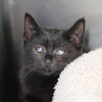 Rescue Domestic Short Hair Cats for Adoption in Walla Walla, Washington - Mr. Green | PetCurious