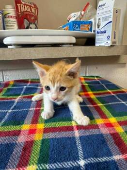 Angela -  Domestic Short Hair Cat for Adoption in Marion, Ohio - Angela | PetCurious
