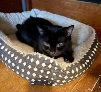 Spooky -  Domestic Short Hair Cat for Adoption in Emporia, Kansas - Spooky | PetCurious