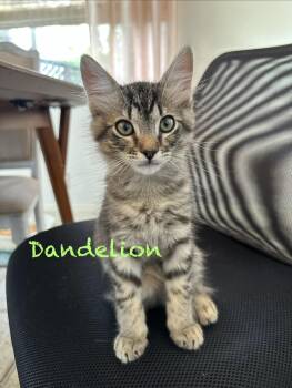 Domestic Short Hair Cats Available for Adoption in Vallejo, California - Dandelion | PetCurious