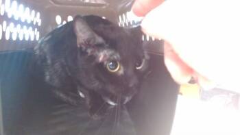 PRUDENCE -  Domestic Short Hair Cat for Adoption in Louisville, Kentucky - PRUDENCE | PetCurious