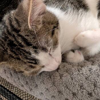 Rescue Domestic Short Hair Cats for Adoption in Sioux Falls, South Dakota - Reina | PetCurious