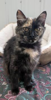 Rescue Domestic Medium Hair Cats for Adoption in New Ulm, Minnesota - Mavis | PetCurious