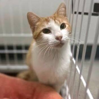 Domestic Short Hair Cats Available for Adoption in Austin, Texas - Tulip | PetCurious