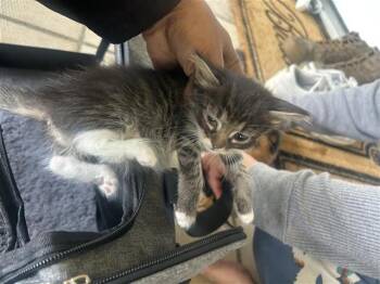 Domestic Medium Hair Cats Available for Adoption in Houston, Texas - A656735 | PetCurious
