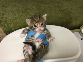 A1920160 -  Domestic Short Hair Cat for Adoption in Riverside, California - A1920160 | PetCurious