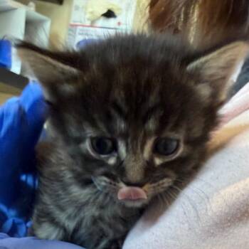 Jade -  Domestic Short Hair Cat for Adoption in Pasadena, California - Jade | PetCurious
