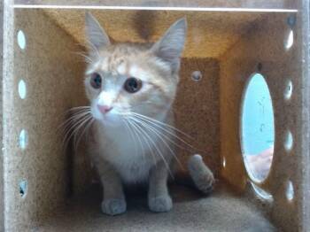 Domestic Short Hair Cats Available for Adoption in Albuquerque, New Mexico - DORITO | PetCurious