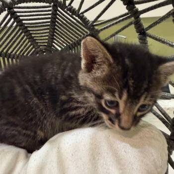 Domestic Medium Hair Cats Available for Adoption in Lewisville, Texas - Clark Gable | PetCurious