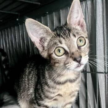 Abilene -  Domestic Short Hair Cat for Adoption in Winchester, Virginia - Abilene | PetCurious