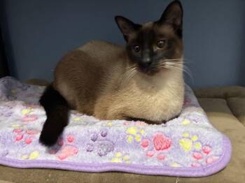 Domestic Short Hair Cats Available for Adoption - Chi Chi | PetCurious