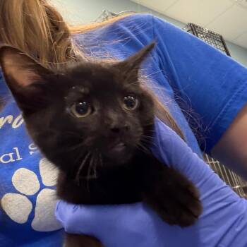 Freedom -  Domestic Medium Hair Cat for Adoption in Greensboro, North Carolina - Freedom | PetCurious
