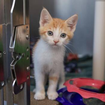 Pretzel -  Domestic Short Hair Cat for Adoption in Los Angeles, California - Pretzel | PetCurious