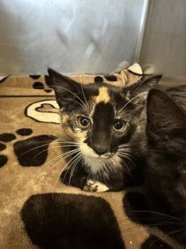 Cookie Dough -  Domestic Short Hair Cat for Adoption in Fort Worth, Texas - Cookie Dough | PetCurious
