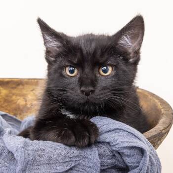 Domestic Short Hair Cats Available for Adoption in Franklin, Tennessee - Cloudy | PetCurious