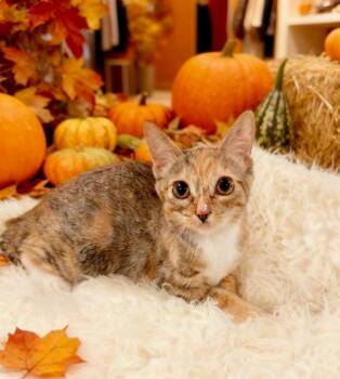 Wednesday -  Domestic Short Hair Cat for Adoption in Tehachapi, California - Wednesday | PetCurious