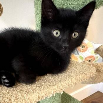 Domestic Short Hair Cats Available for Adoption in Layton, Utah - Lacie | PetCurious