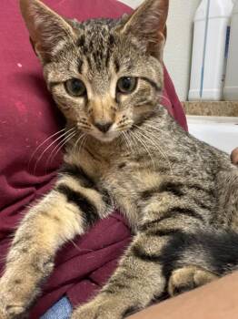 Mr. Mayor -  Domestic Short Hair Cat for Adoption in Fall River, Massachusetts - Mr. Mayor | PetCurious