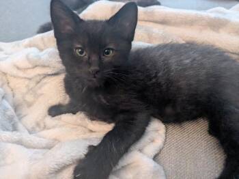Domestic Short Hair Cats Available for Adoption in Seattle, Washington - Konsmo | PetCurious