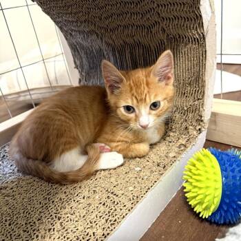 Hollandaise -  Domestic Short Hair Cat for Adoption in Chattanooga, Tennessee - Hollandaise | PetCurious