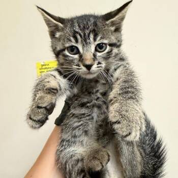 Hearts -  Domestic Short Hair Cat for Adoption in Reno, Nevada - Hearts | PetCurious