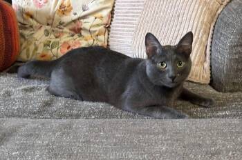 Chuck -  Russian Blue and Domestic Short Hair Cat for Adoption in Nashville, Tennessee - Chuck | PetCurious