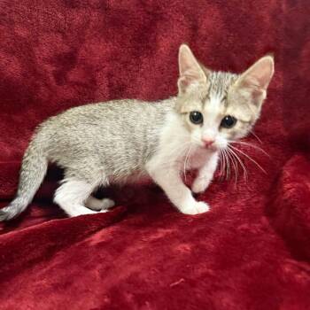 Winnipeg -  Domestic Short Hair Cat for Adoption in Brea, California - Winnipeg | PetCurious