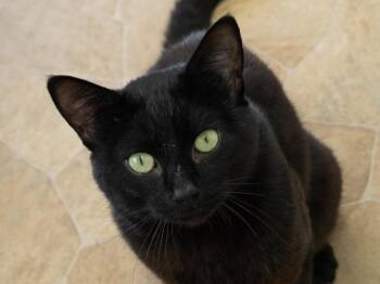 Mouth -  Domestic Short Hair Cat for Adoption in Republic, Washington - Mouth | PetCurious
