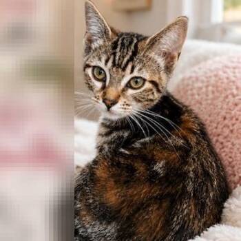 Pickles -  Domestic Short Hair Cat for Adoption in Estacada, Oregon - Pickles | PetCurious