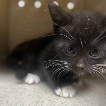 Domestic Short Hair Cats Available for Adoption in Philadelphia, Pennsylvania - Odin | PetCurious