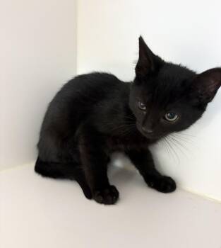Jerry -  Domestic Short Hair Cat for Adoption in Rochester, Indiana - Jerry | PetCurious