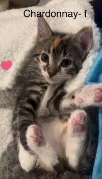 Chardonnay -  Domestic Short Hair Cat for Adoption in Saint Charles, Missouri - Chardonnay | PetCurious