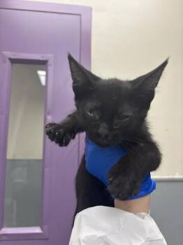ZIGGY -  Domestic Short Hair Cat for Adoption in Las Vegas, Nevada - ZIGGY | PetCurious