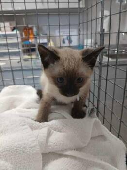 Razlo -  Domestic Short Hair Cat for Adoption in Sevierville, Tennessee - Razlo | PetCurious