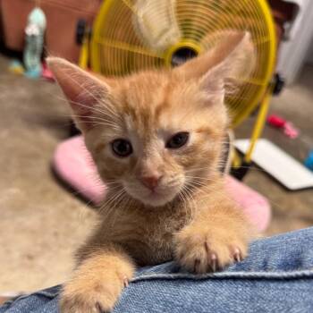 Ryker -  Domestic Short Hair Cat Available for Adoption in Pinson, Tennessee - Ryker | PetCurious
