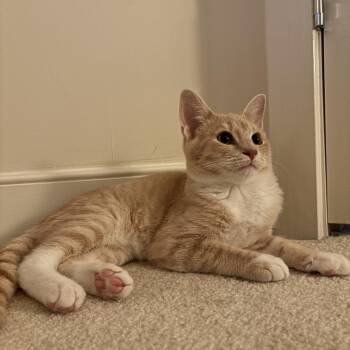 Rescue Domestic Short Hair Cats for Adoption in Calverton, Maryland - Charley | PetCurious