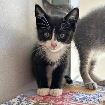 Samwise -  Domestic Short Hair Cat for Adoption in Hailey, Idaho - Samwise | PetCurious