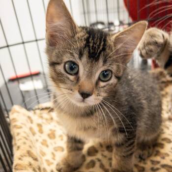 Mylore -  Domestic Short Hair Cat for Adoption in Overland Park, Kansas - Mylore | PetCurious