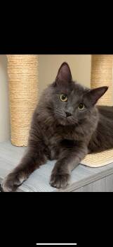 Domestic Medium Hair Cats Available for Adoption -  Cotton | PetCurious
