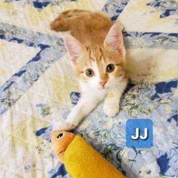 J.J. -  Domestic Short Hair Cat for Adoption in Carmel, Indiana - J.J. | PetCurious